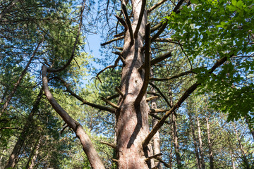 The trunk of a withered pine