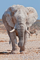 Fototapeta na wymiar African elephant from dirty white clay in Etosha National Park, Namibia.
