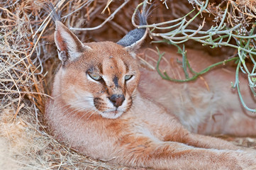 The caracal (Caracal caracal) is a medium sized wild cat native to Africa, at the Wildlife Sanctuary in Namibia.