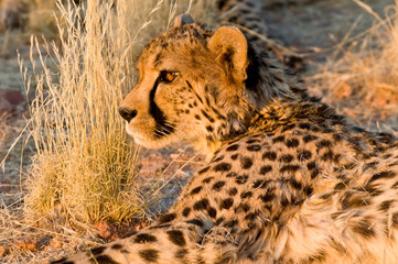 Cheetah (Acinonyx jubatus) in the private reserve Okonjima in Namibia.