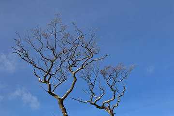 A picturesque winter trees covered with snow and hoarfrost