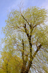 willow branches in the wild