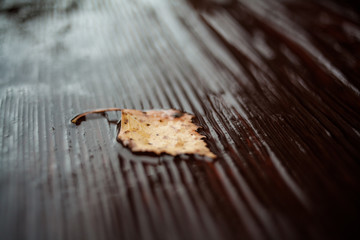 autumn leaf