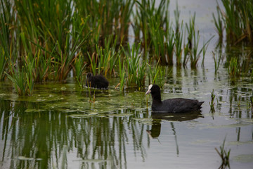Common coot in Aiguamolls de l'Empordà Nature Park, Girona, Spain