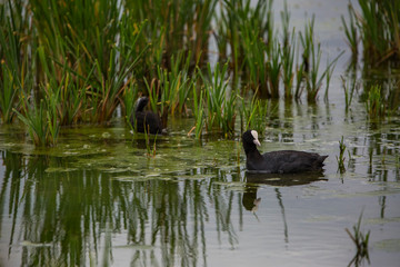 Common coot in Aiguamolls de l'Empordà Nature Park, Girona, Spain