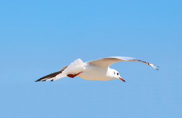 Obraz premium Sea gulls flying over a beach in a clear blue sky