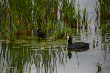 Common coot in Aiguamolls de l'Empordà Nature Park, Girona, Spain