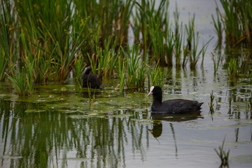 Common coot in Aiguamolls de l'Empordà Nature Park, Girona, Spain
