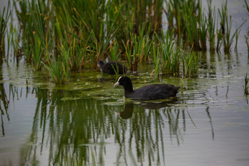 Common coot in Aiguamolls de l'Empordà Nature Park, Girona, Spain