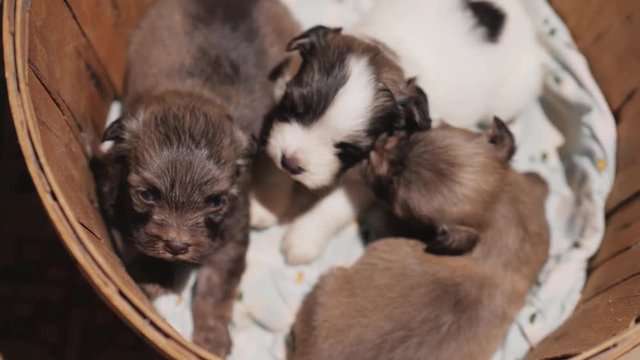 Several small puppies are sitting in a wooden bucket. Unexpected gift concept
