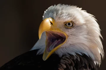 Photo sur Plexiglas Aigle Aigle américain à bec ouvert, portrait pygargue à queue blanche
