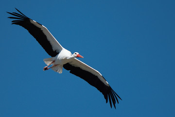 Flying stork under blue sky, stork flying in nature (Ciconia ciconia)