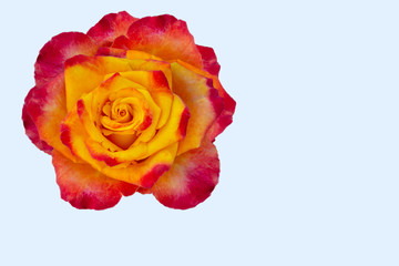 Rose flower isolate in yellow orange red color palette.