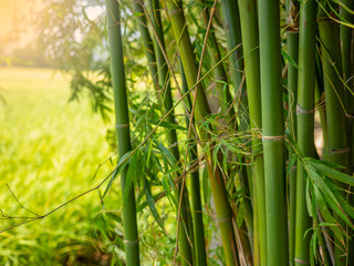 Bamboo branch in bamboo forest..