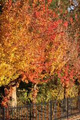 紅葉　黄色・赤・茶