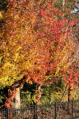 紅葉　黄色・赤・茶