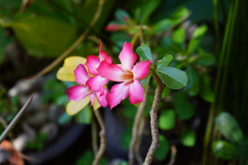 Fototapeta premium pink flower in garden