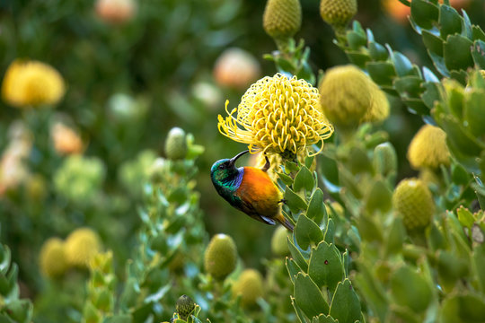 Bunter Nektarvogel (Anthobaphes Violacea) sitzt auf gelbem Silberbaum