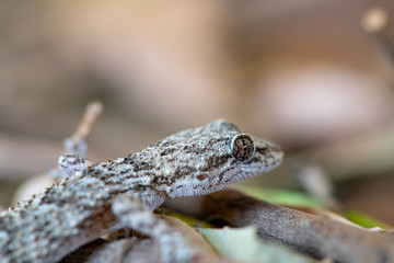 Kotschy's gecko in its natural environment