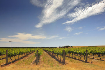 Fototapeta na wymiar Green Vineyard on Rolling Hills in South Australia.
