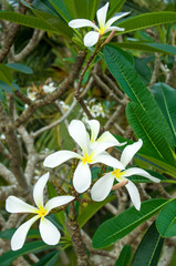 Frangipani baum mit wei&szlig;en Blumen 