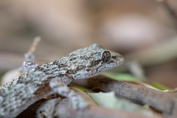 Naklejka premium Kotschy's gecko in its natural environment