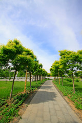 path and trees in the park