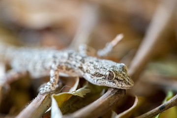 Kotschy's gecko in its natural environment