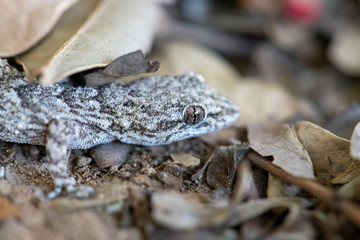Kotschy's gecko in its natural environment