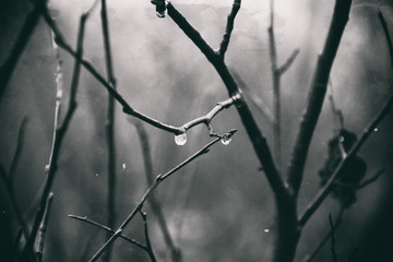 Fototapeta na wymiar lonely leafless tree branches with drops of water after a November cold rain