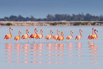 Badkamer foto achterwand A row of American flamingos (Phoenicopterus ruber ruber American Flamingo) in the Rio Lagardos, Mexico. © GISTEL