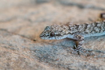 Kotschy's gecko in its natural environment