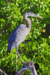 The great blue heron (Ardea herodias) is a large wading bird in the heron family, Rio Lagartos Natural Reserve, Mexico.