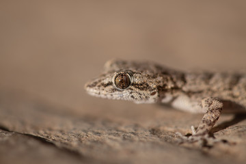 Kotschy's gecko in its natural environment