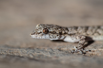 Kotschy's gecko in its natural environment