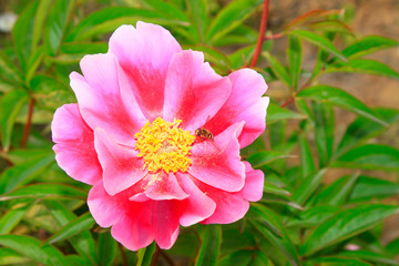 Peony flowers in a park