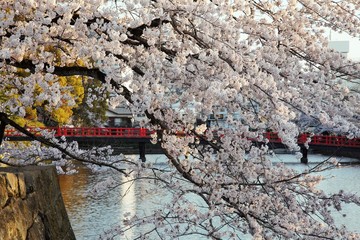 桜満開