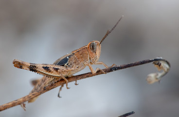 A Grasshopper found in dry areas, Cyprus