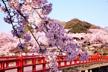 桜満開
