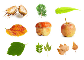 Different colorful leaves, isolated on white