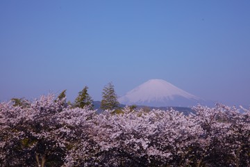 桜と富士山