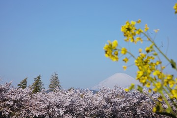 富士山と桜と菜の花