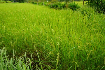 field of wheat in the morning