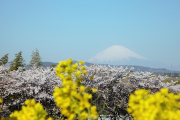 富士山と桜と菜の花