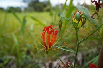 Climbing Lily, Turk's cap, Superb Lily