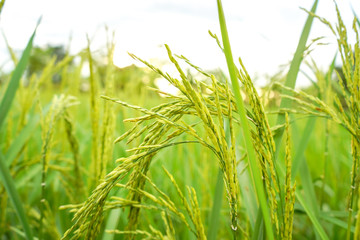 Obraz premium field of wheat in the morning