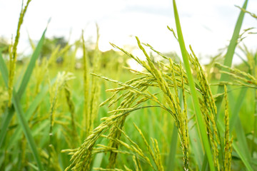 field of wheat in the morning