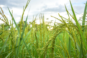 Naklejka premium field of wheat in the morning