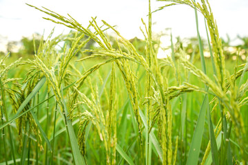 field of wheat