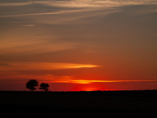 Fototapeta na wymiar Romantic orange sky at the sunset with few clouds and chemtrails in the dehesa and tree silhouette